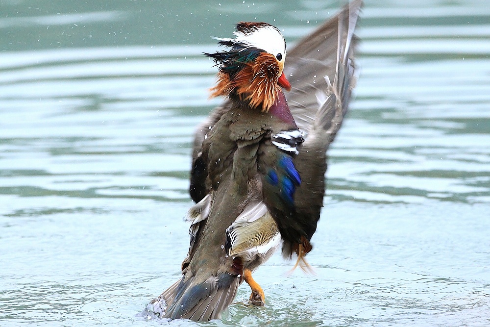 http://i.dcview.tw/gallery/201104/4bdcd06aa3b9c90af2a313e04b85ef97.jpg