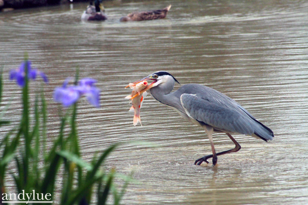 http://i.dcview.tw/gallery/201104/4d47d1c80042f9e38e705ac3ab1fcdb0.jpg