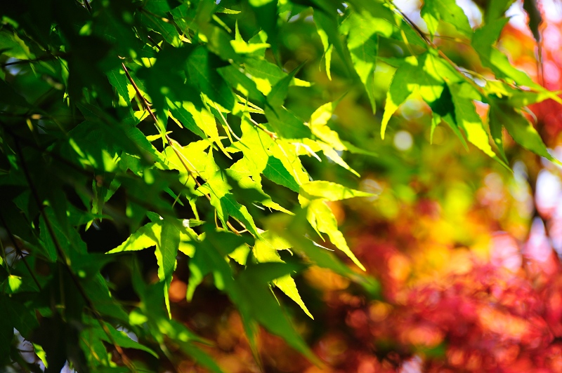 http://i.dcview.tw/gallery/201104/4fbd91b16fedff043e85c6a9896a29ce.jpg