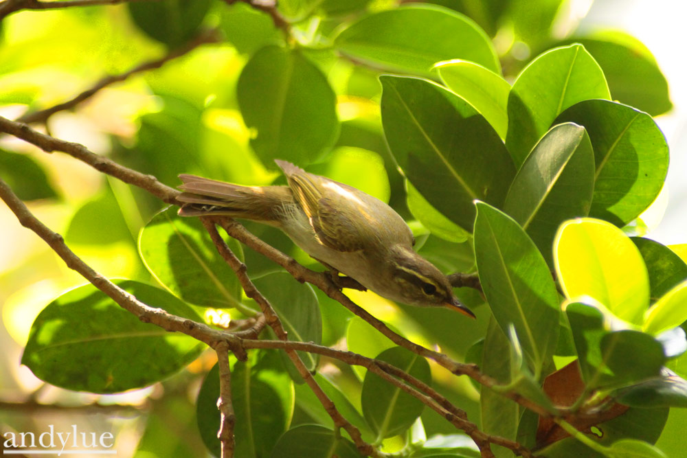 http://i.dcview.tw/gallery/201104/55a45509a5e51b5ec26ed2327b436050.jpg