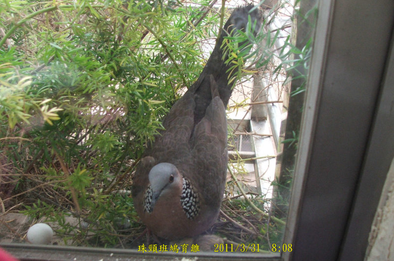 http://i.dcview.tw/gallery/201104/56b3d52f16114ab3d0dd4bdc7410094f.jpg