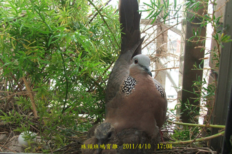 http://i.dcview.tw/gallery/201104/58e6d2ecceb9385efa2a63f6bb81372a.jpg