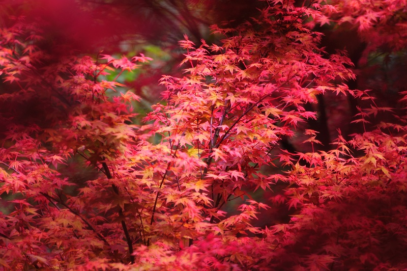 http://i.dcview.tw/gallery/201104/59084d21b99b989b7d570f956bea6481.jpg