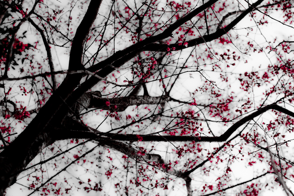 http://i.dcview.tw/gallery/201104/5f49793be326a017fc065f461f5c9ce4.jpg