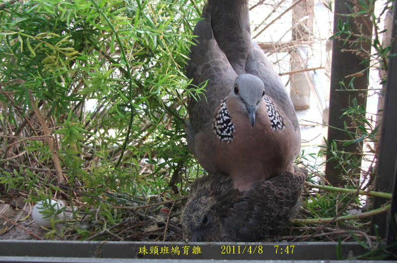 http://i.dcview.tw/gallery/201104/61e608a8e90e5a624463865a75195af5.jpg