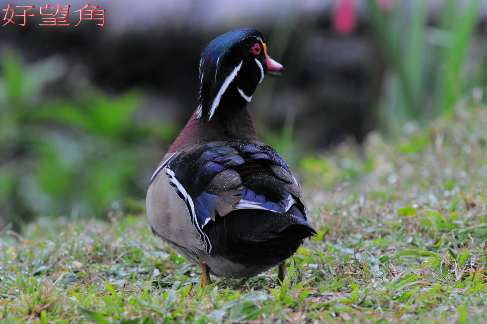 http://i.dcview.tw/gallery/201104/6503ae6ebd18533ee26016042fa86f5b.jpg