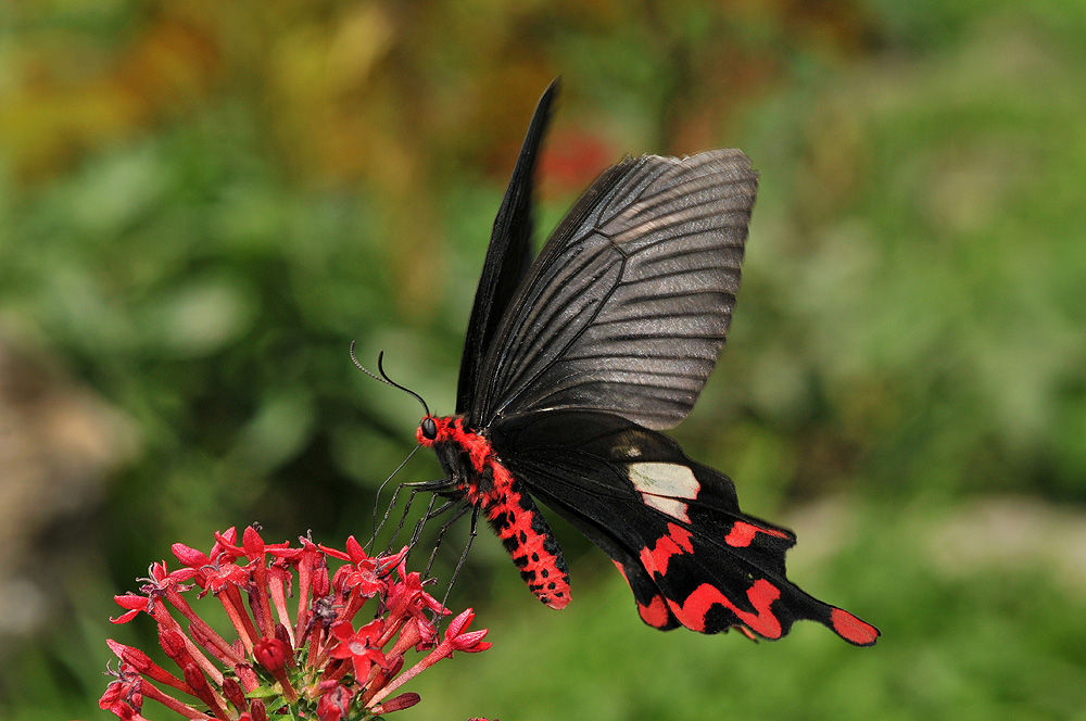 http://i.dcview.tw/gallery/201104/655fc805010f99a669bbf8a885c00952.jpg