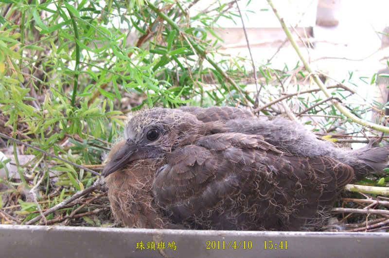 http://i.dcview.tw/gallery/201104/6702c63b72b2cf823e091558f895f918.jpg