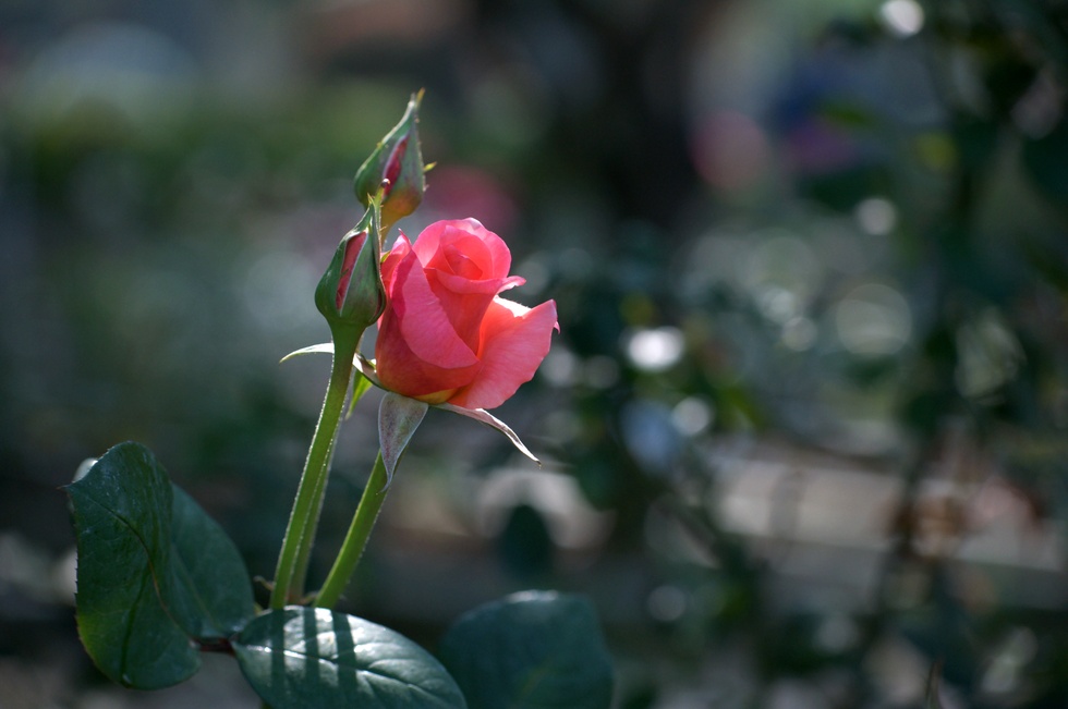 http://i.dcview.tw/gallery/201104/7308948dce1f819cbb140c5b8e43bc18.jpg