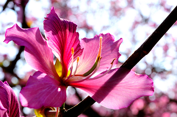http://i.dcview.tw/gallery/201104/7eac0bff54878a5335bc56e706fafa9c.jpg