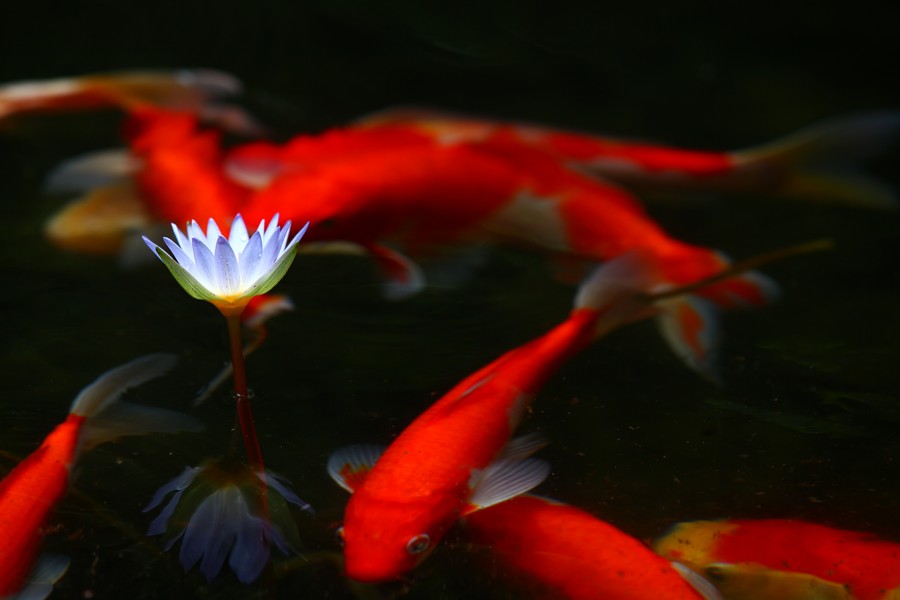 http://i.dcview.tw/gallery/201104/85805a9798d5d83f4941c0ff40b830b2.jpg