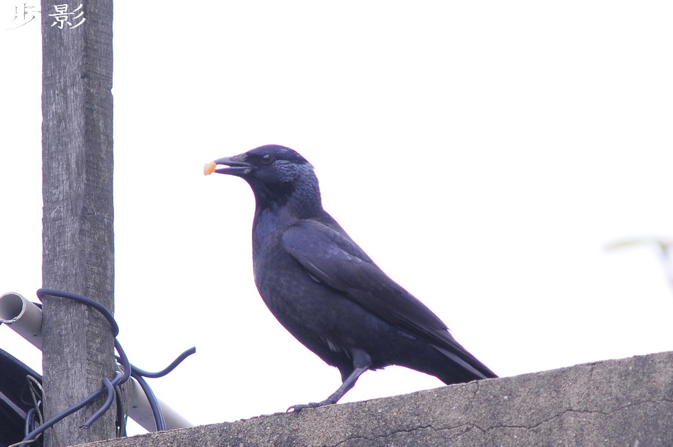 http://i.dcview.tw/gallery/201104/9e3d1b67d31e04b0b3c425824cf23c93.jpg