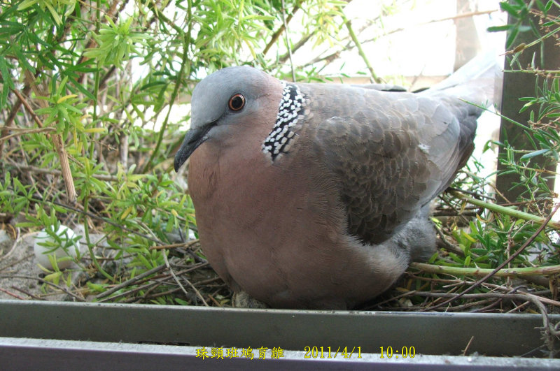 http://i.dcview.tw/gallery/201104/a3d6e22c91ff271ce899722167226271.jpg