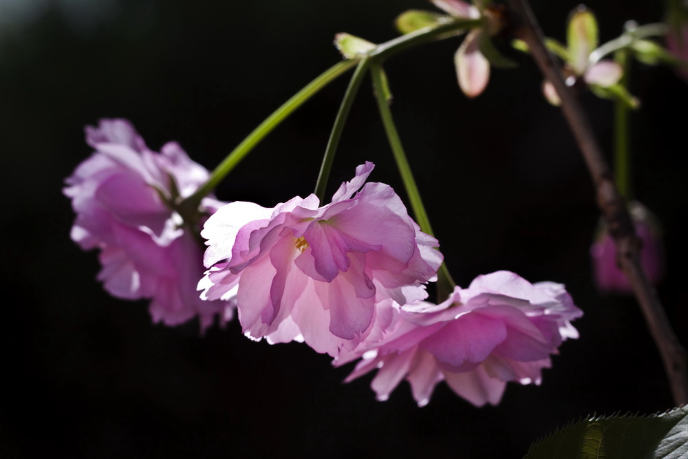http://i.dcview.tw/gallery/201104/a4096e61d385eac988bc9e2e3e898418.jpg