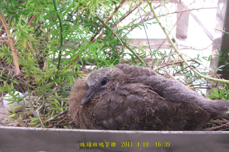 http://i.dcview.tw/gallery/201104/a509cf290e853169a0ea188a27b455db.jpg