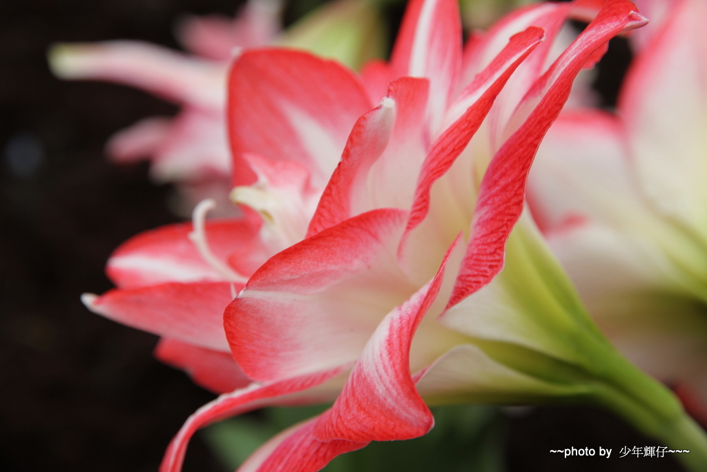 http://i.dcview.tw/gallery/201104/a72da5d7121aac0e2b62b2789e56aad4.jpg