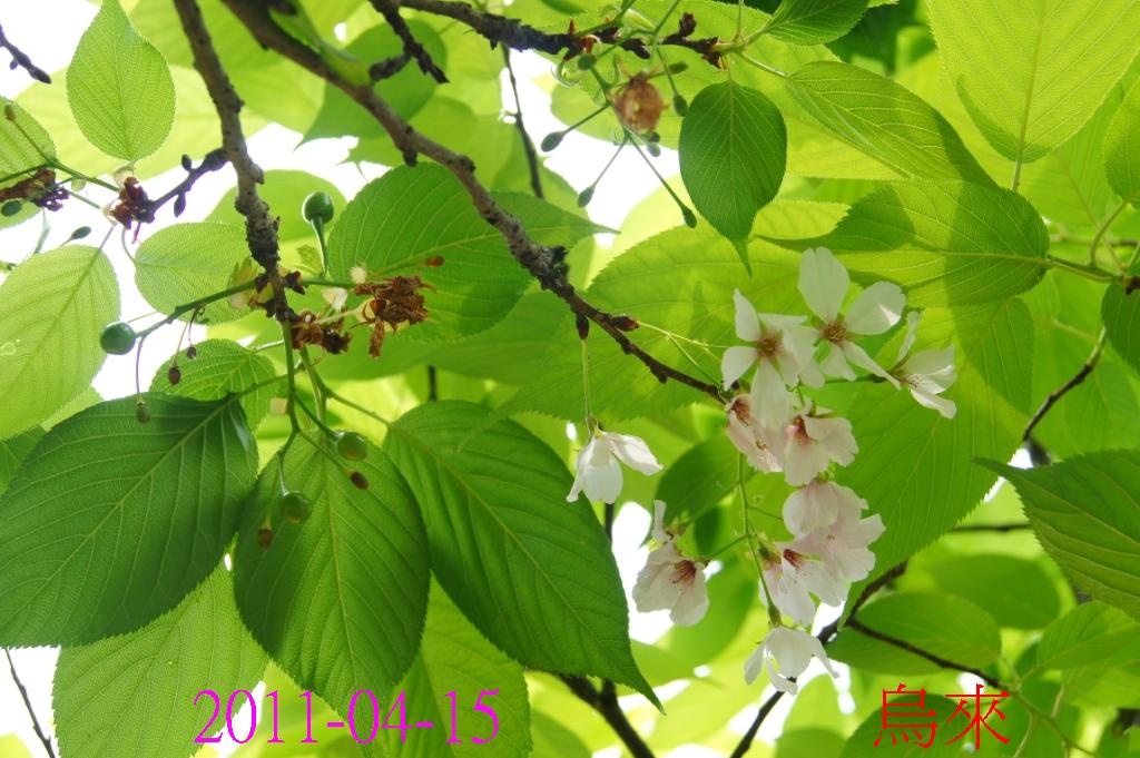 http://i.dcview.tw/gallery/201104/aa3894fc8a8a4c5df3bf537f9e35d114.jpg