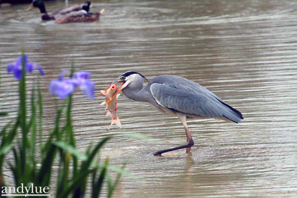 http://i.dcview.tw/gallery/201104/bb8084951a6fa42438b45405a8b02828.jpg