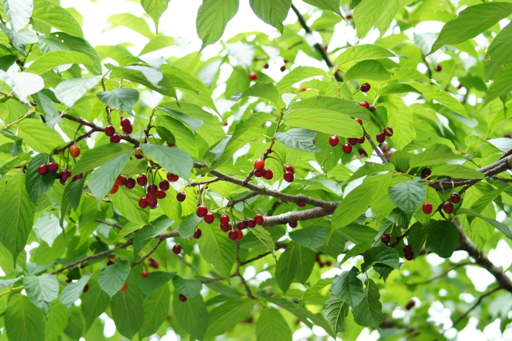 http://i.dcview.tw/gallery/201104/c7157ca4e4fa961a231a0549c8ed4071.jpg