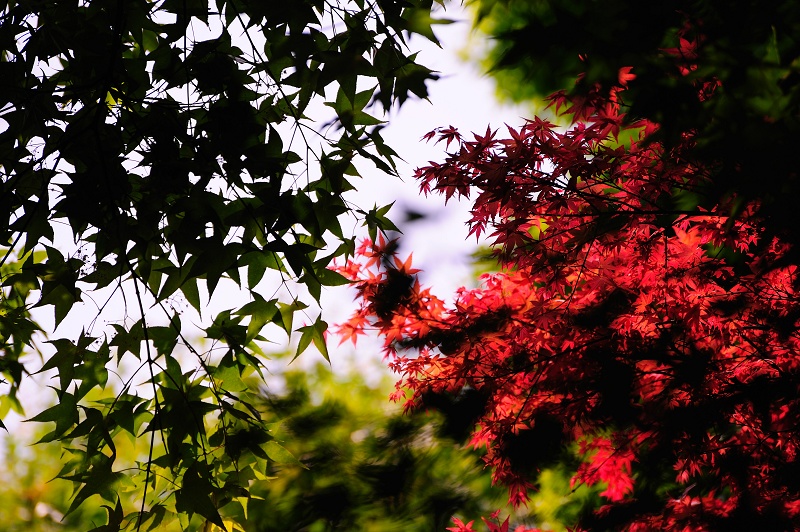 http://i.dcview.tw/gallery/201104/c8a8bd733966dfd9014bd8ae88dd19d1.jpg