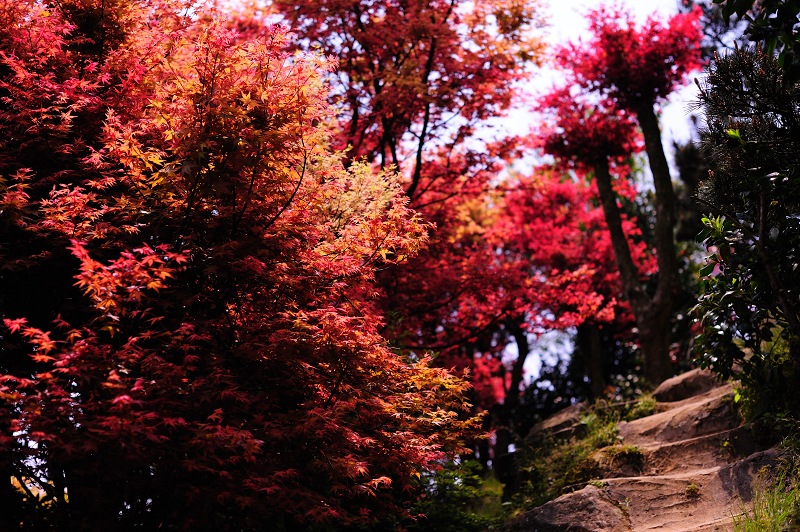 http://i.dcview.tw/gallery/201104/d14f9f5adce756600828413857c65437.jpg