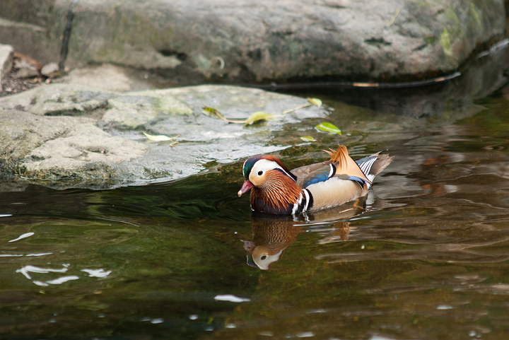 http://i.dcview.tw/gallery/201104/d4a43c7bfa7d2d3084944eab55999ff9.jpg