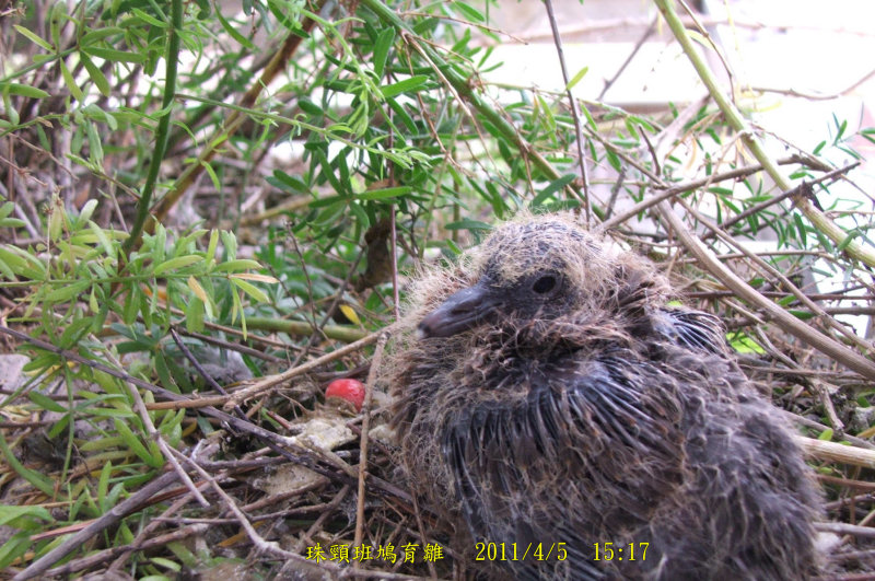 http://i.dcview.tw/gallery/201104/d5e79e11baaa8695bae4da9cf101cf17.jpg
