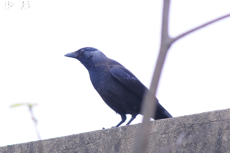 http://i.dcview.tw/gallery/201104/d6f2957141b1ca032a972598f04ef961.jpg