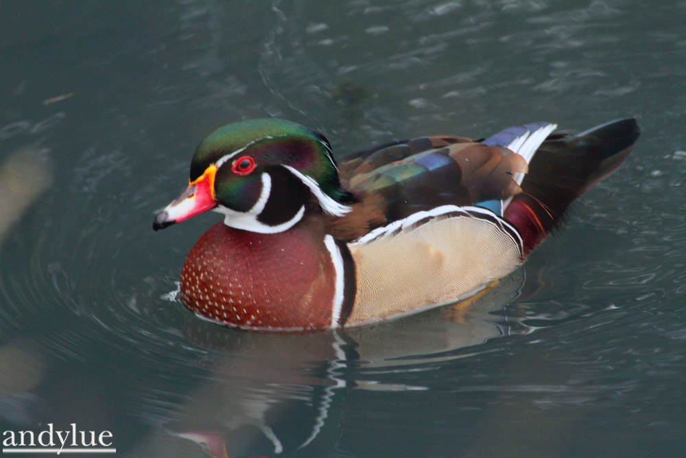 http://i.dcview.tw/gallery/201104/d9a02d7cb733849d4b24990b6391eaca.jpg