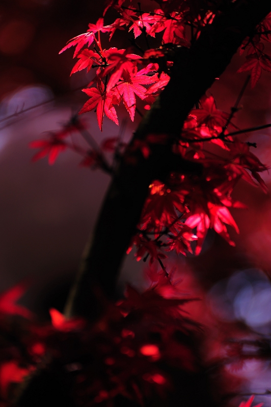 http://i.dcview.tw/gallery/201104/dcae6876fb82ca72e783e1d1e9475167.jpg