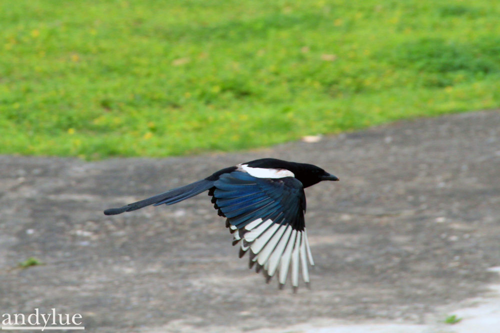 http://i.dcview.tw/gallery/201104/dd99384172592a4b9298d01d00f1d937.jpg