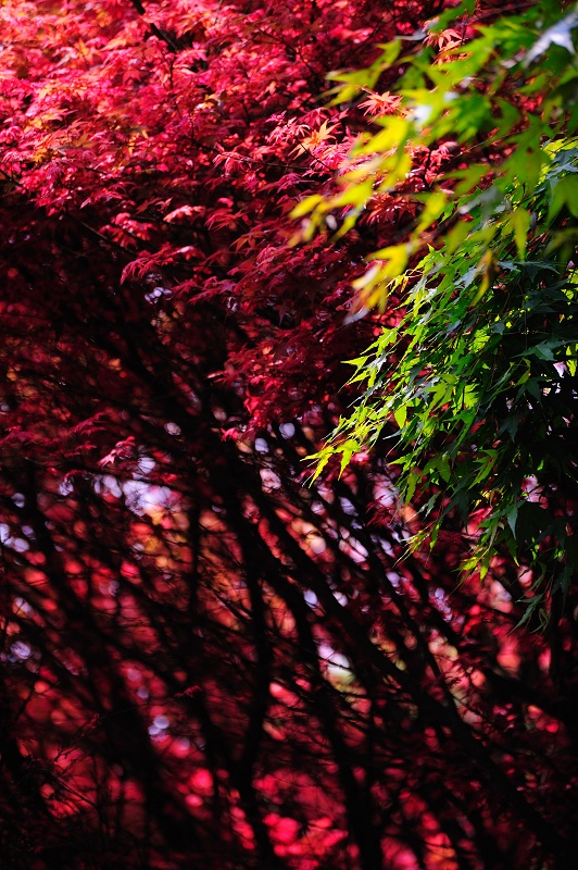http://i.dcview.tw/gallery/201104/e167a80a38484f9e88decb869f5017b9.jpg