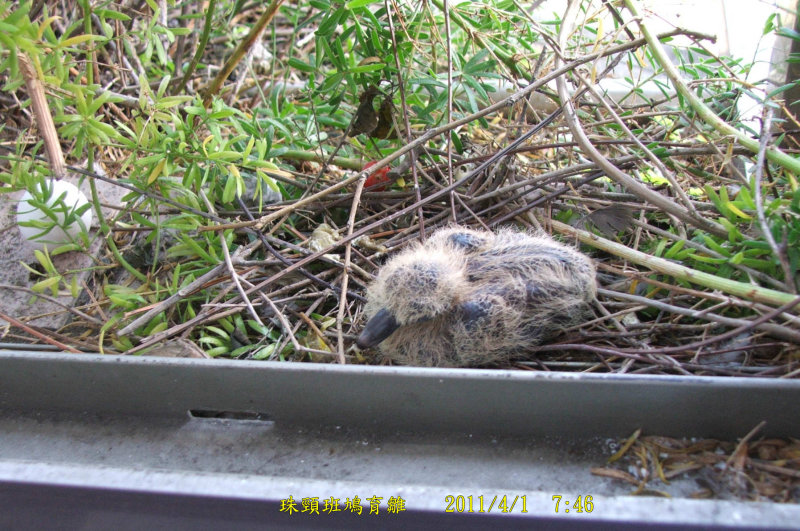 http://i.dcview.tw/gallery/201104/e650d3211005f66e399cce37059a0a81.jpg