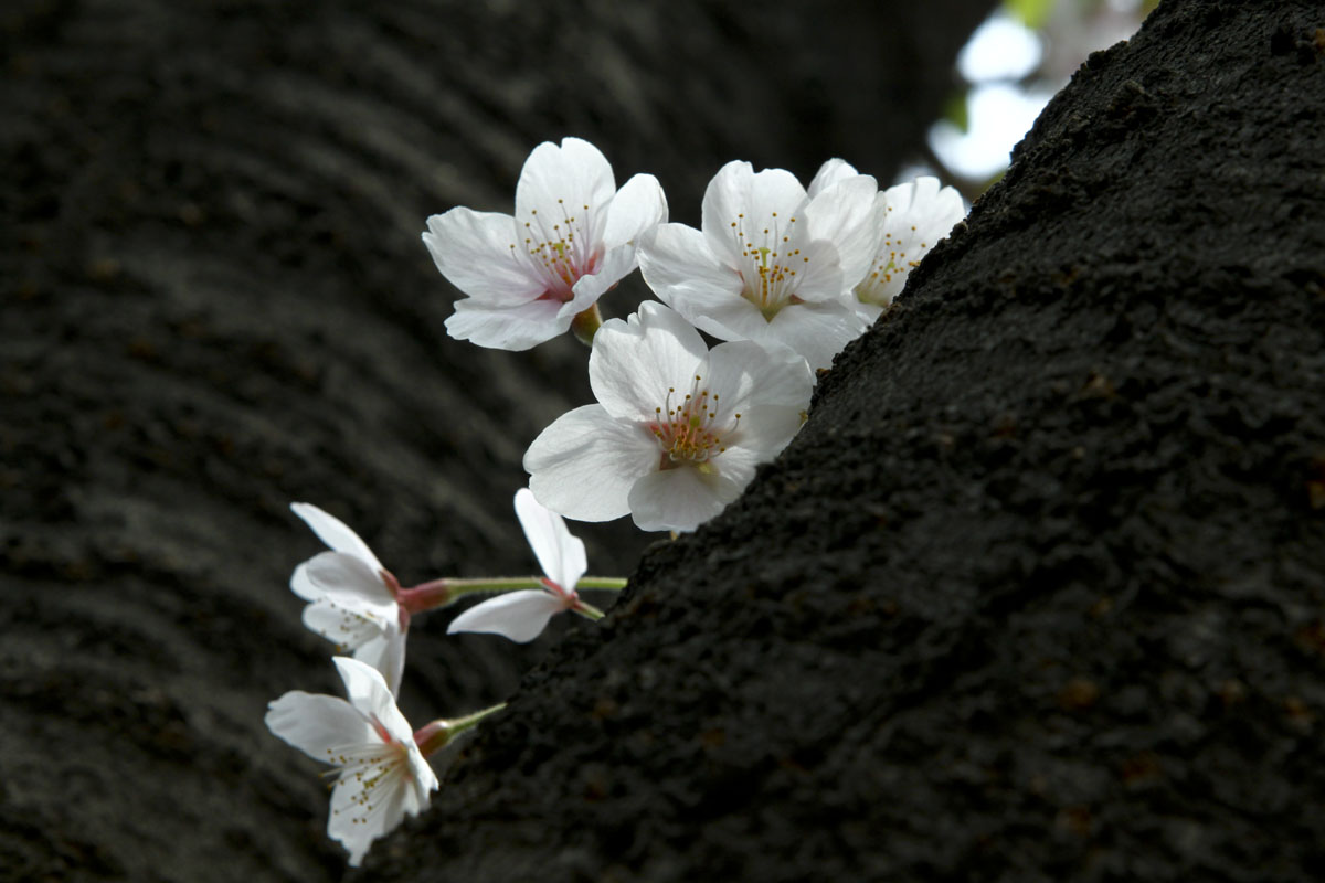 http://i.dcview.tw/gallery/201104/f110b3dffe8be638758766d3249f6e37.jpg
