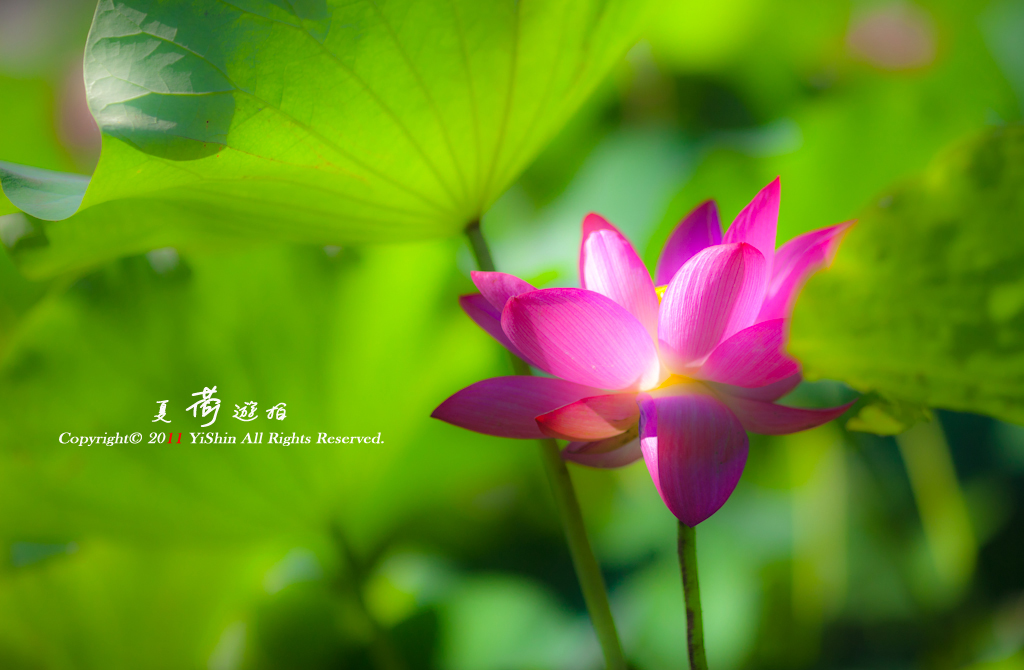 http://i.dcview.tw/gallery/201105/029e0fa779ee59e13286ce2583e7bee4.jpg