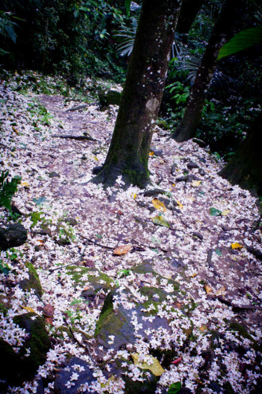 http://i.dcview.tw/gallery/201105/04b7117288b2455e4fc736854b89f4c7.jpg