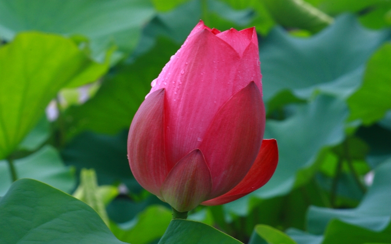 http://i.dcview.tw/gallery/201105/155d7591574f9fbe0197aead351f34f0.jpg