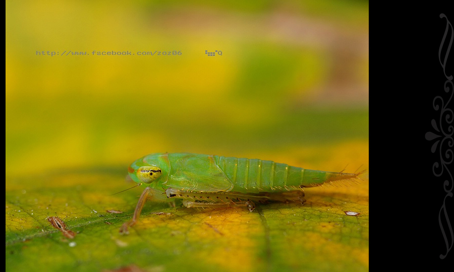http://i.dcview.tw/gallery/201105/2367df78ee5552e9fcdf05b3b2603d20.jpg