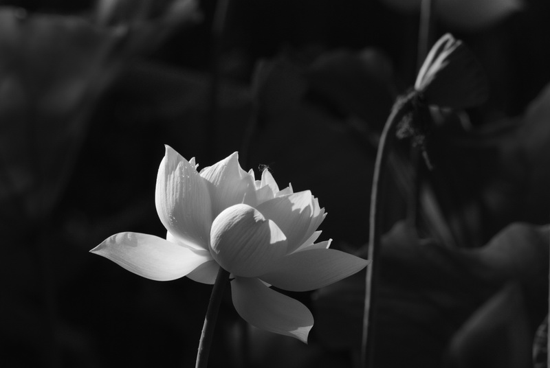 http://i.dcview.tw/gallery/201105/24efa62910ae50404e0f6970434c3bba.jpg
