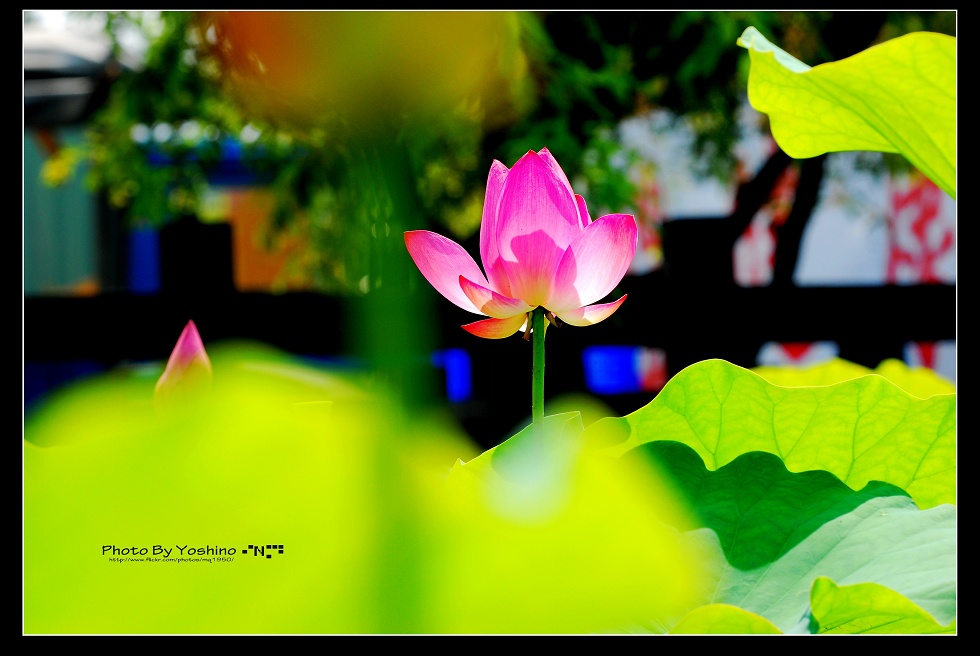 http://i.dcview.tw/gallery/201105/2ea4f12412b5c7019580b213227237f1.jpg