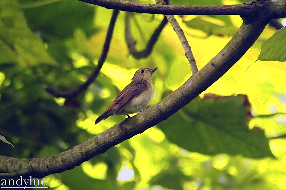 http://i.dcview.tw/gallery/201105/2f7132b44bf15cb52a6fc5ed1af5b5b8.jpg