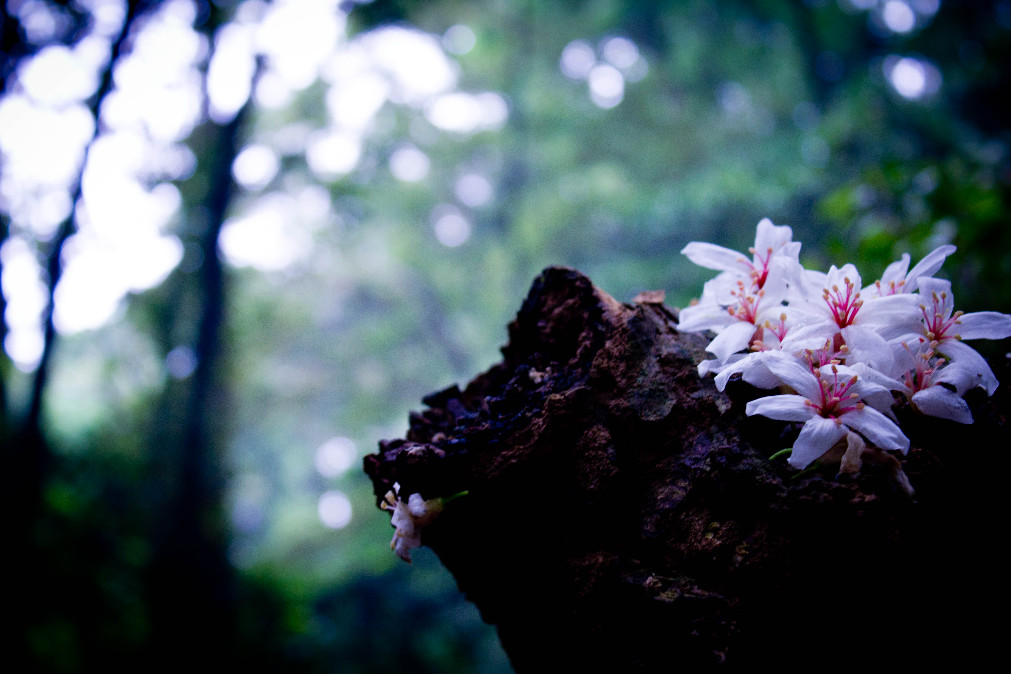 http://i.dcview.tw/gallery/201105/30df78fc5668e70edbdda7540b40ac45.jpg