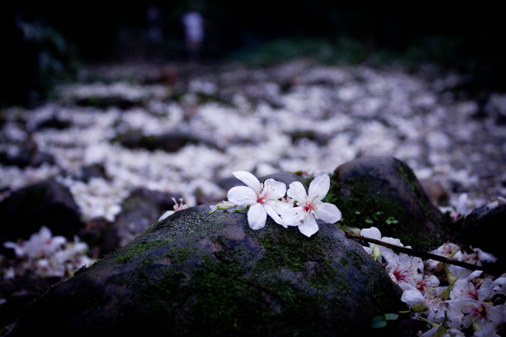 http://i.dcview.tw/gallery/201105/32490450f60a1f0e9d5cbdef23c19ff9.jpg