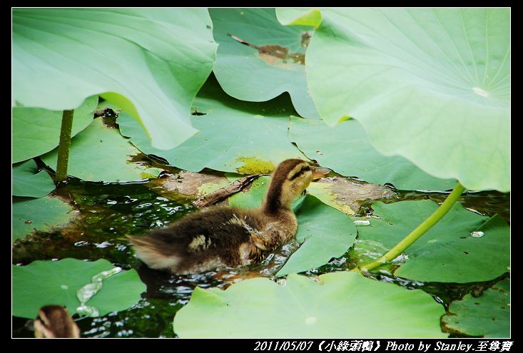 http://i.dcview.tw/gallery/201105/33346c2a17cb0befad56afb870bc8acf.jpg