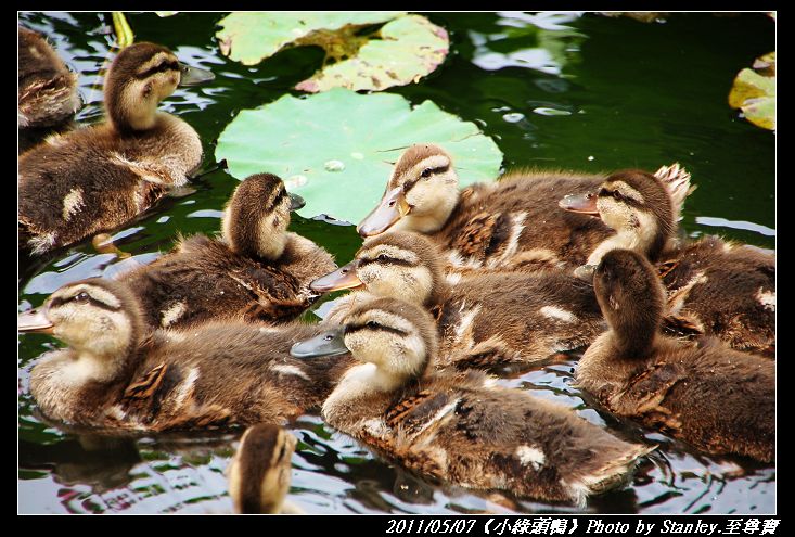 http://i.dcview.tw/gallery/201105/515ec3029579ef407ce40f69066488df.jpg
