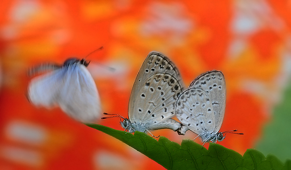 http://i.dcview.tw/gallery/201105/532eca9ee188c1cf50c881c032220c8c.jpg