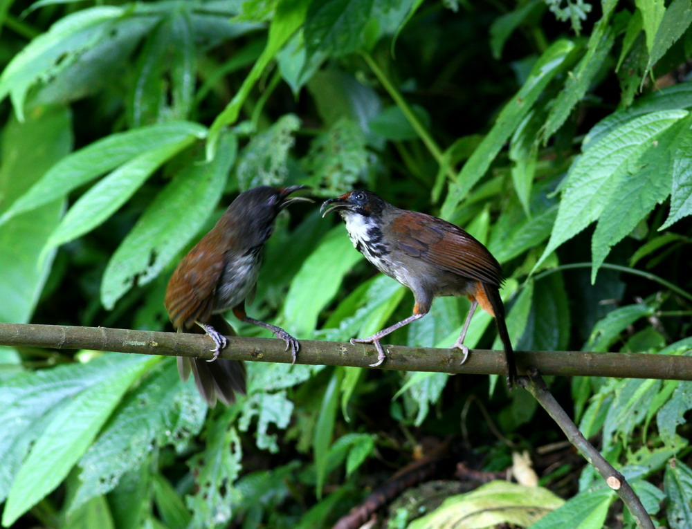 http://i.dcview.tw/gallery/201105/5b1a95d7bf4f8bccccf26110e65a4680.jpg