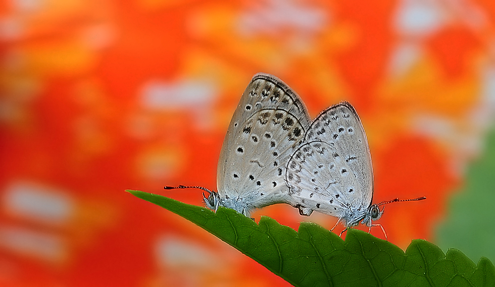 http://i.dcview.tw/gallery/201105/5f949a867663df83b39ddac7f2c06f66.jpg