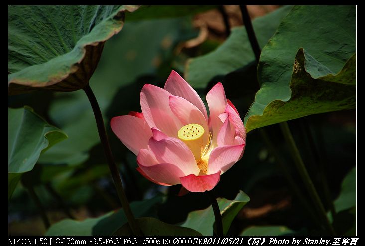 http://i.dcview.tw/gallery/201105/630815294202c875741cbbfd7bbd086f.jpg
