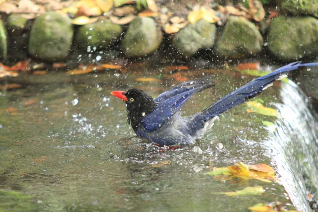 http://i.dcview.tw/gallery/201105/64f1ed1c99b841a9084f21c26792ec08.jpg